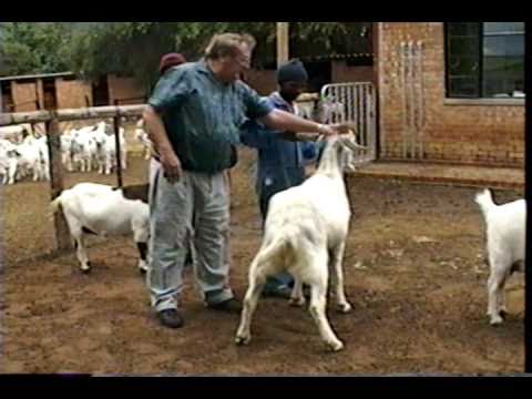 Lubbe Cilliers legacy of Savanna Goats part one - YouTube