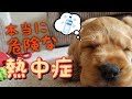 犬の熱中症対策、やってはいけないNG行為