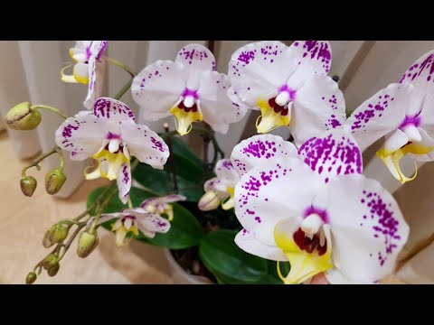 ОБИЛЬНОЕ цветение моих ОРХИДЕИ. часть 1. орхидея фаленопсис