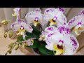 ОБИЛЬНОЕ цветение моих ОРХИДЕИ. часть 1. орхидея фаленопсис