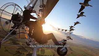 Flying Alongside Geese In A Flexwing Microlight, Coltines, France.
