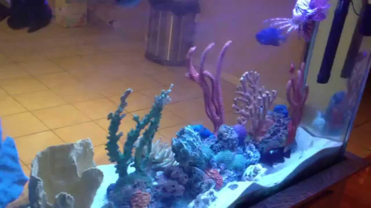 extra large lionfish in