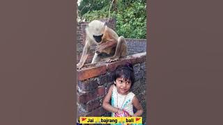 🚩Jai bajrang 🚩 bali_🙏_🐒.video #trending #monkey