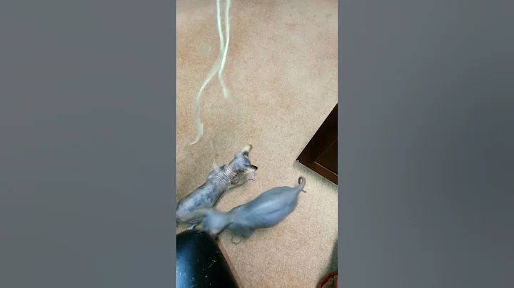 Video 2952451: sphynxkitten cats kitten, cat sphynx kitten baby, sphynx kitten cute cat, sphynx cat funny kitten, kitty baby cat, cat love kitty, kitty jumps