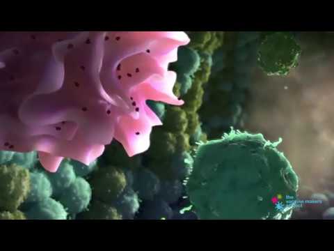 Video: Kokie yra adaptyviųjų ląstelių atsakų pavyzdžiai?