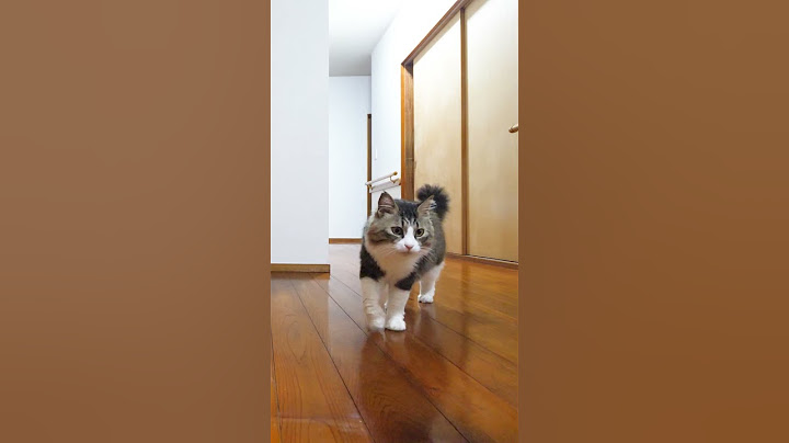 飼い主帰宅で慌てる猫 #Shorts #猫脱走
