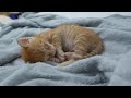 Baby Kitten Only Sleeps In His Favorite Blanket