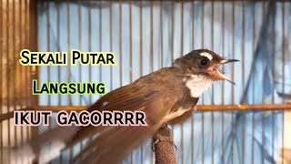 Sikatan Kipas GACOR Ngotot Cocok Untuk Masteran/Pancingan Burung Anda