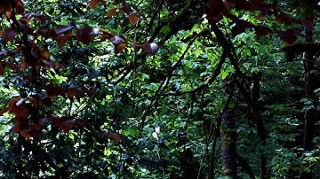 Raspberry Pi HQ Camera, Nikkor lens