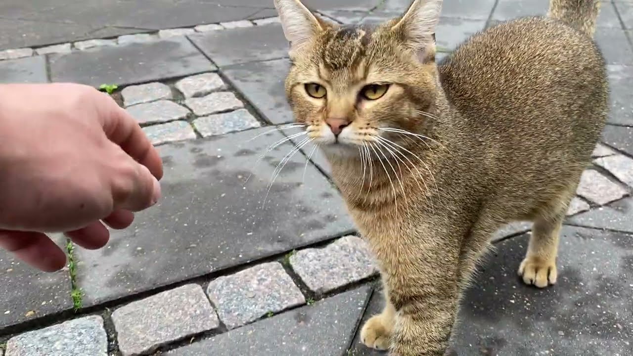 He meet my after work, funny cat