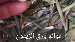 فوائد ورق الزيتون