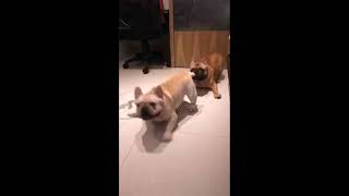 French bulldogs have hilarious movements like performing lion and dragon dance