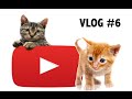 Youtube party and Korean cats (and new boyfriend(s)! ) | KOREAN VLOG
