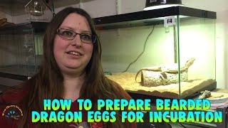 How To Prepare Bearded Dragon Eggs For Incubation