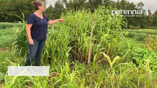 Sorghum Sudangrass and Pearl Millet YouTube Video