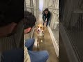 Dog finally gets adopted !!   #adoptdogs #adoptme #dog #adoptstrays #dogshorts #dogstory #dogs