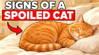 Is Your Cat Spoiled 11 Signs