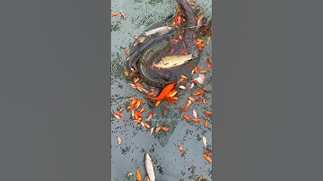 Yummy...😋 Amazing colour fish in the lake... Fishing tools item/skills #shorts #fishing