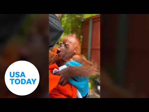 Critically endangered Sumatran orangutan born at Sacramento Zoo | USA TODAY