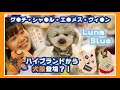 犬服紹介！オシャレすぎるルナブルーの新作！！