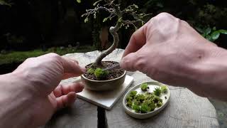 【Bonsai diary】榎（エノキ）山採りから6年目のミニ素材を植え替えと、その後  ♯508