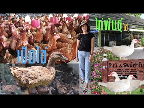 เลี้ยงเป็ดไข่และไก่ไข่  EP.2 (ภีมม์ & พัฒน์ฟาร์ม)