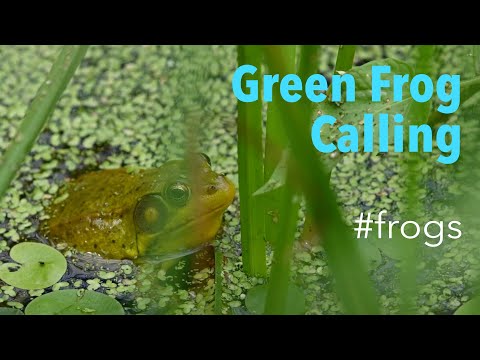 Green Frog (Lithobates clamitans) - Calling