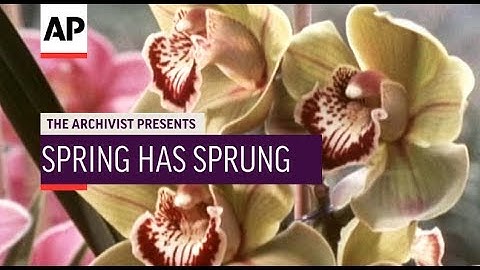 Spring Has Sprung! 1974 | The Archivist Presents | #240
