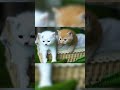 Cute Memeong #shorts #cutecat #kitten #meow #lucu #kucing #cats #catloversclub #catshorts