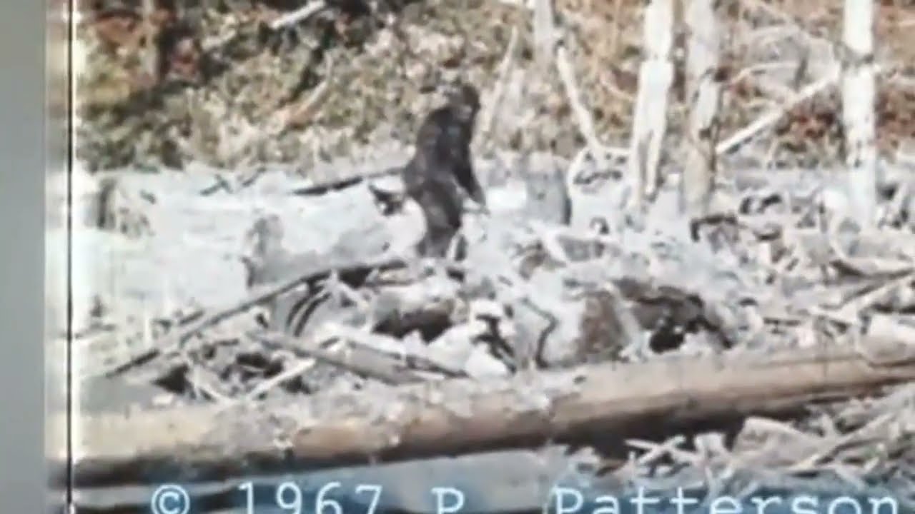 Patterson Gimlin Bigfoot Film Restoration & Stabilization. Slow-Mo Version. Patterson Bigfoot Video
