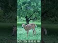 Such a pretty deer out during the daytime