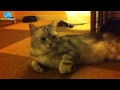 Cat Cafe Nekorobi! Subtokyo 109