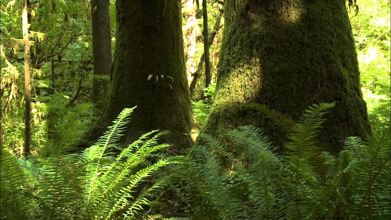 Der verwunschene Garten YouTube