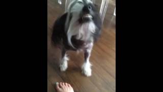 Comment un chien sourit ?