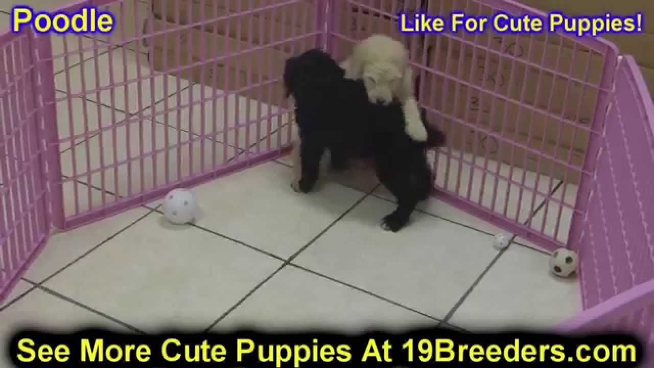 Standard Poodle, Puppies, Dogs, For Sale, In Little Rock ...