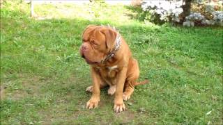 Dogue De Bordeaux --French Mastiff   **Playing funny**  Babu