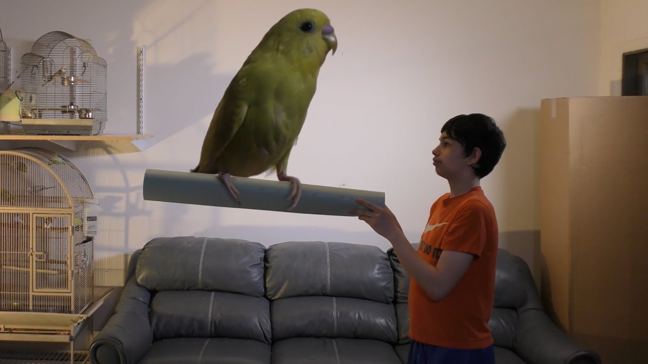 WORLD'S LARGEST PARAKEET - YouTube