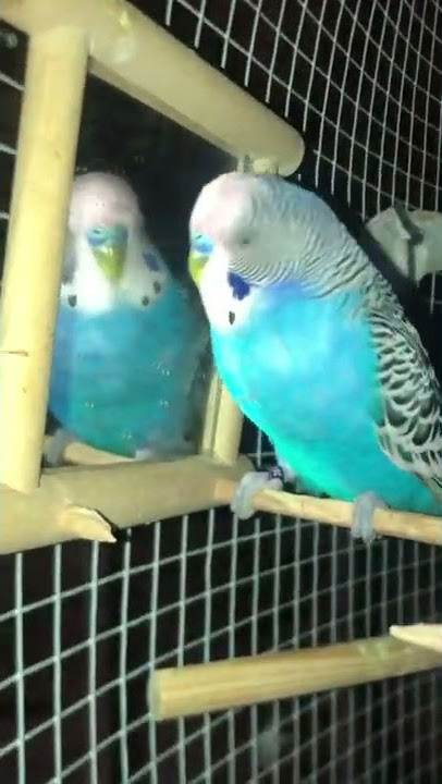 Budgie Loves His Own Reflection #shorts #cute #budgies #love #mirror #reflection