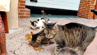 Dozens of street cats are chewing in the garage