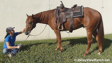 U Sneaky Kitty***For info, price, etc., go to our website***ValleyViewRanch.net