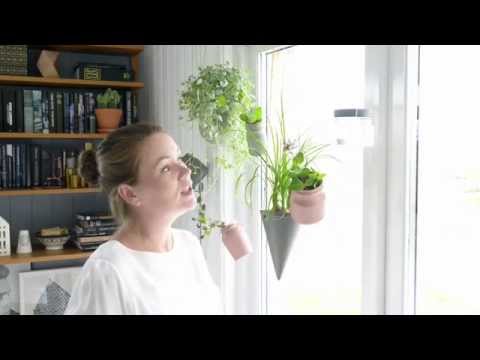 Video: Hvordan dyrke planter i et plantevindu