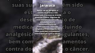 Jararaca - Curiosidades#2