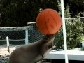 Sea lion that can throw a basketball