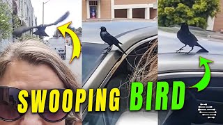 Protective Bird Swooping a Lady Passing By