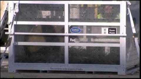 Raw Video: Giant Pandas Arrive in France