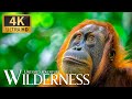 Untamed adventure wilderness  discovery amazing animals planet movie with relaxing piano music