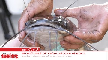 Bất ngờ với cá trê “khủng”, dài 90cm, nặng 5kg