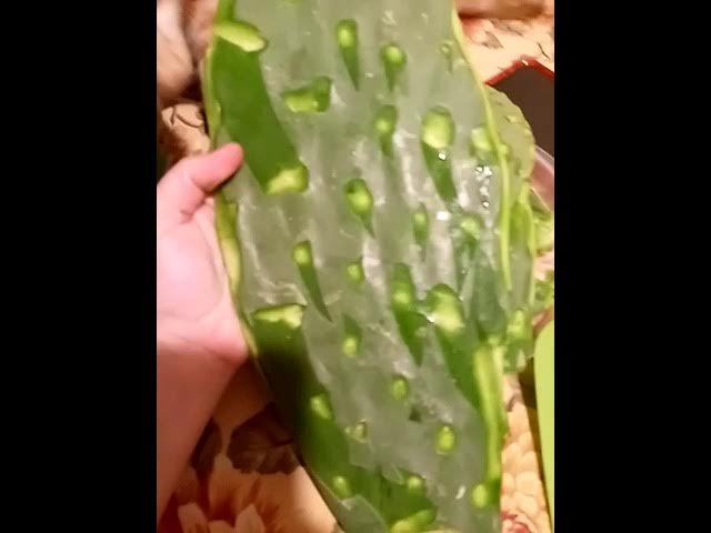 Cuchara Peladora De Nopales / Cactus Peeler Spoon / Cuchara Pela