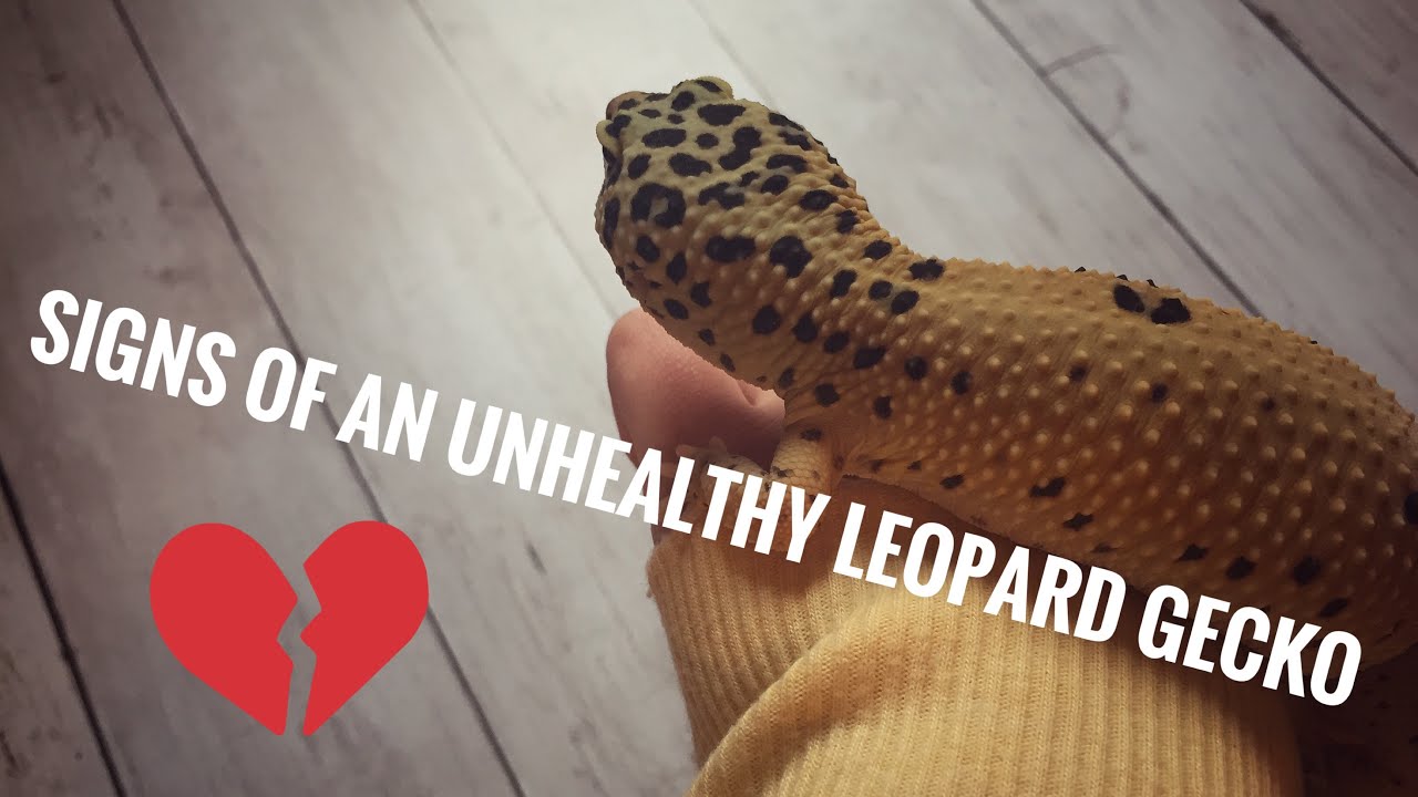 How To Tell If A Leopard Gecko Is Choking