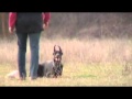 FORTUNATO DE LUMAR kennel: DON KAGJUGT JANZARA at Gratsiano training.